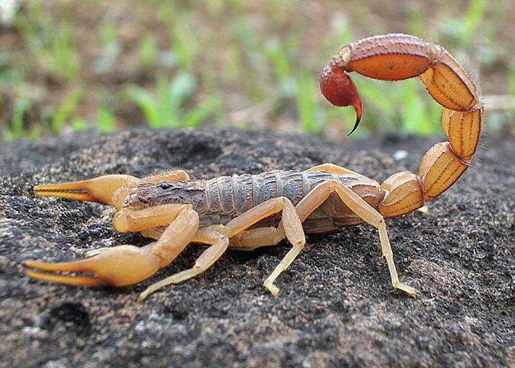 Keep Scorpions away from your Property